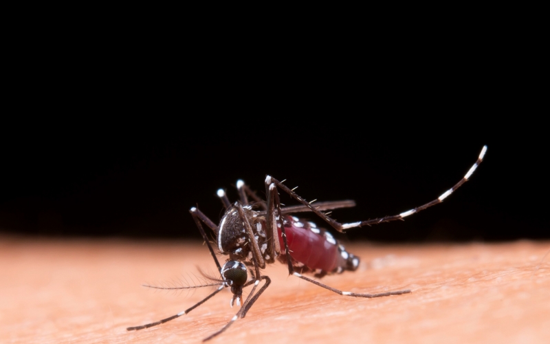 Reserva registra 1º caso de dengue em 2024; população deve redobrar os cuidados básicos